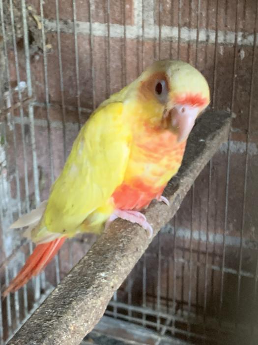 Fallow Pineapple Green Cheek Conures Expressions of Interest