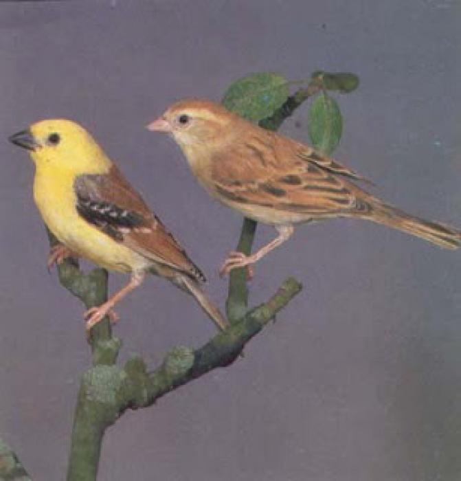 society finch birds