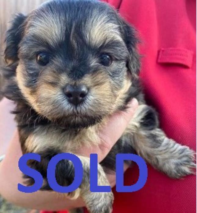 Maltese Shih Tzu Pups ALL SOLD PENDING PICK UP - Dogs for Sale & Free
