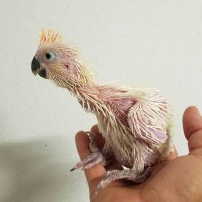 baby cockatoo pictures