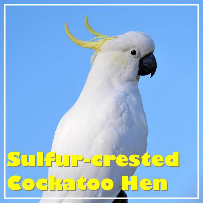 medium sulfur crested cockatoo breeder