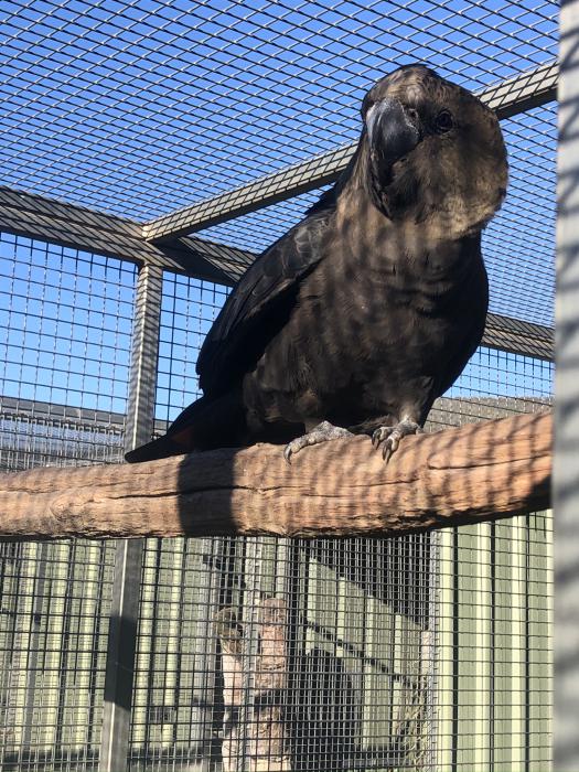 glossy black cockatoo for sale