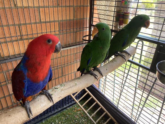 3 fully weaned hand tame Eclectus Parrots