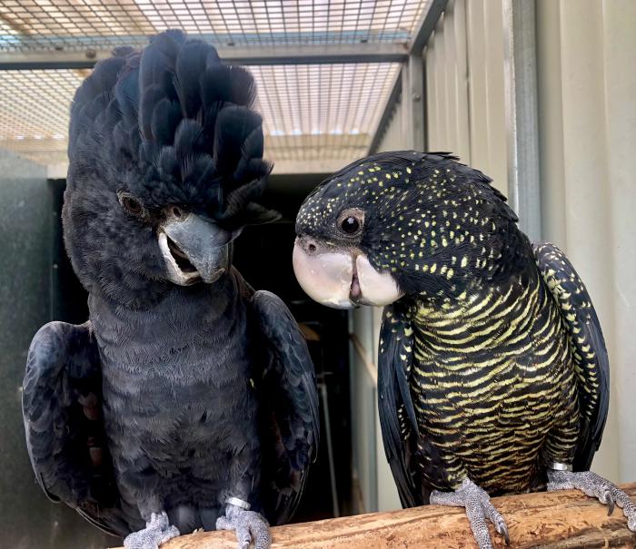 red tailed black cockatoo pet diet
