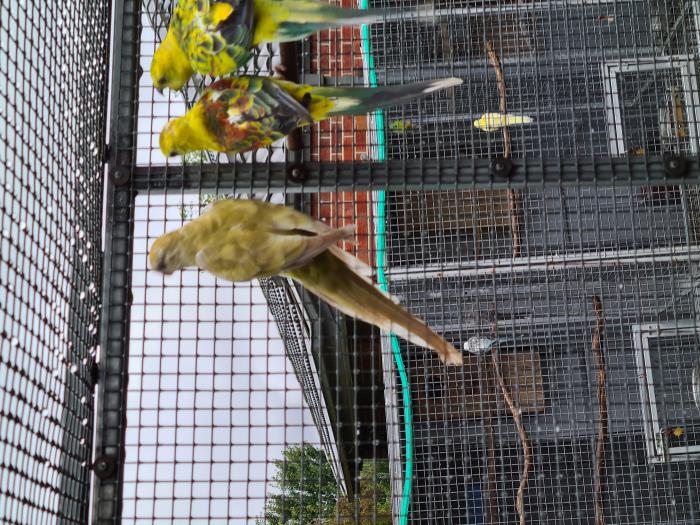 red rumped parrot for sale