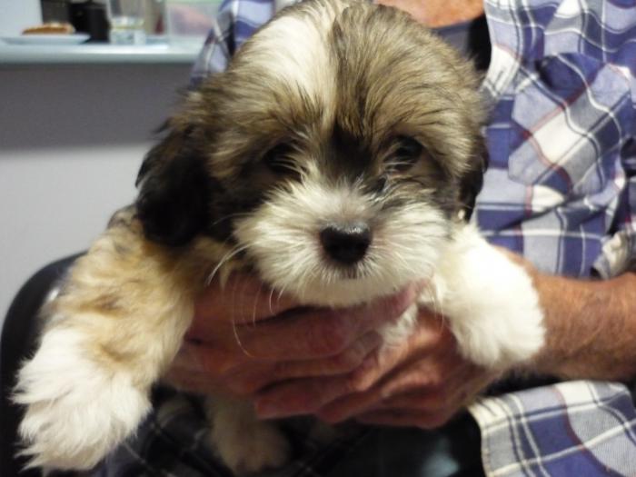 MALTESE /SHIH TZU - Dogs for Sale & Free to a Good Home | PetLink