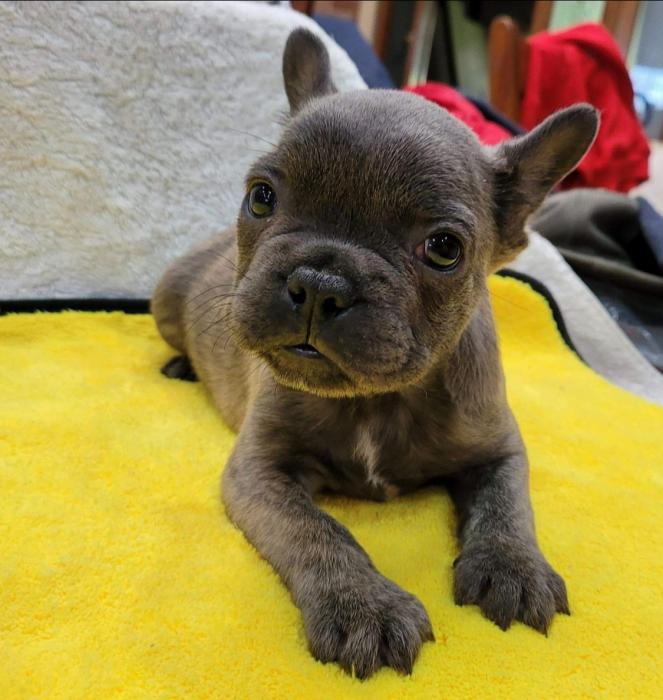 Blue reverse brindle french bulldog male-fluffy gene - Dogs for Sale ...