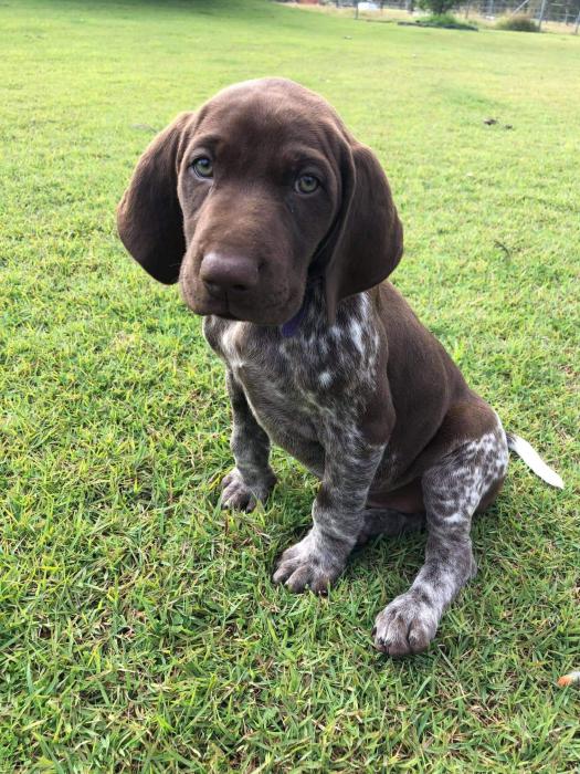 Purebred German shorthaired pointers