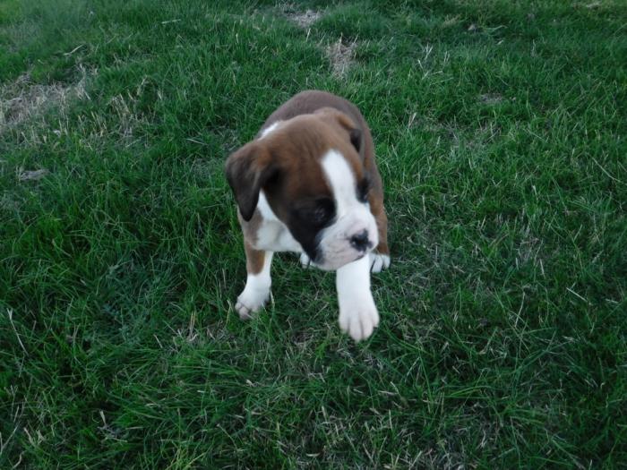 boxer puppy pictures