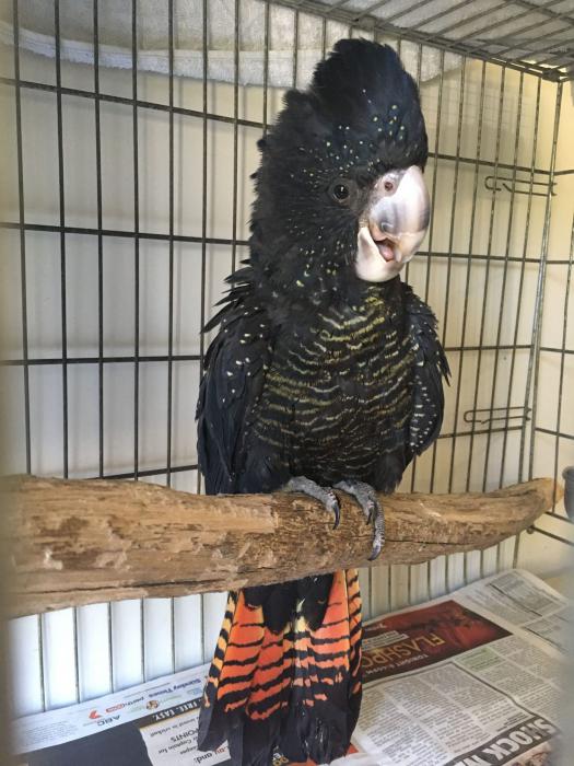 red tailed black cockatoo for sale