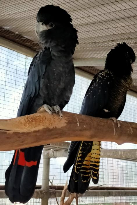red tailed black cockatoo for sale