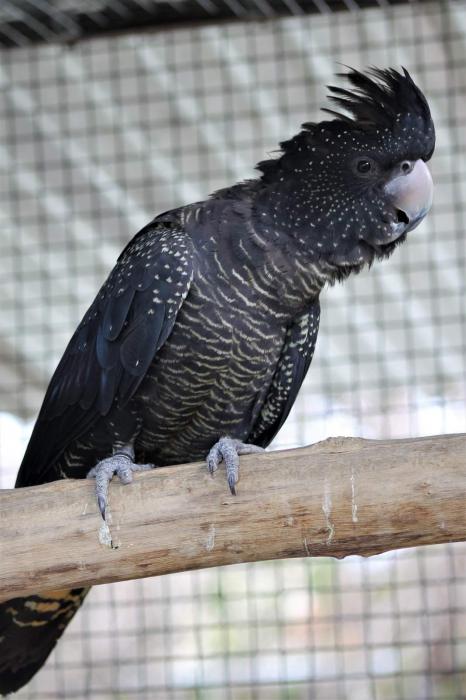 red tailed black cockatoo sale