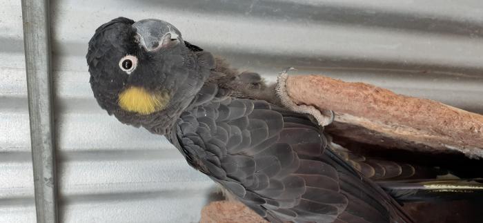 yellow tailed black cockatoo price