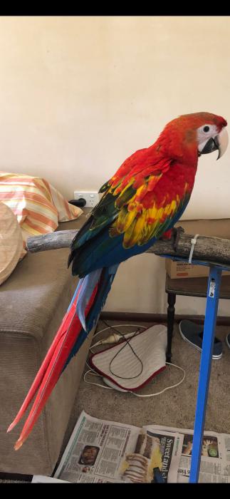 Scarlet Macaw Male Hand Reared Dna Sexed