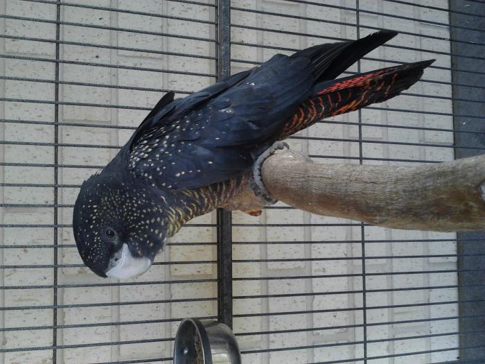 red tailed black cockatoo for sale near me