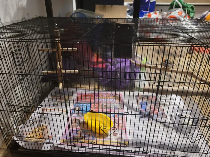 Two Zebra Finches Plus Fully Stocked Cage For Sale